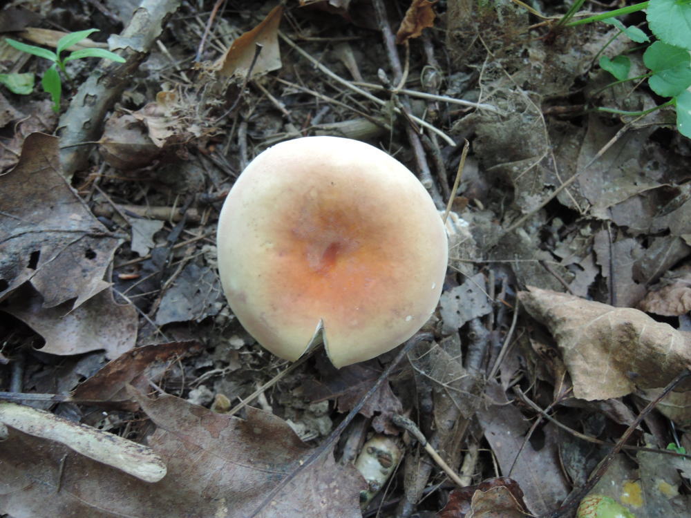 Russula aurora image