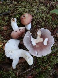 Russula parazurea image