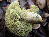 Boletus roseoalbidus image