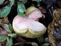 Boletus roseoalbidus image