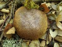 Boletus ichnusanus image