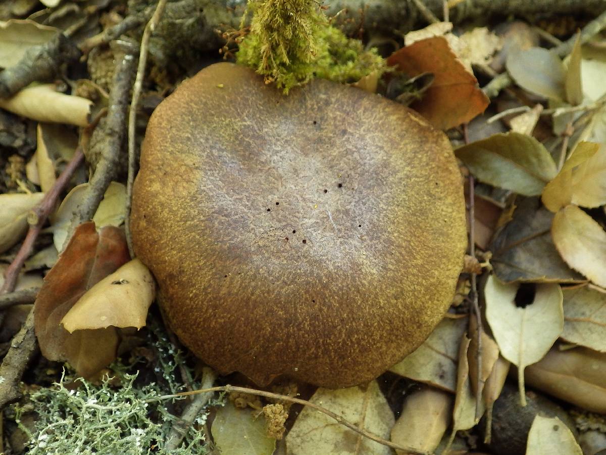 Boletus ichnusanus image