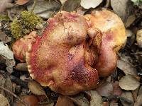 Boletus permagnificus image