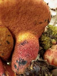 Boletus permagnificus image