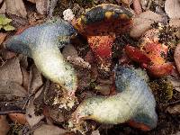 Boletus permagnificus image