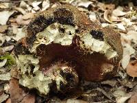 Boletus permagnificus image