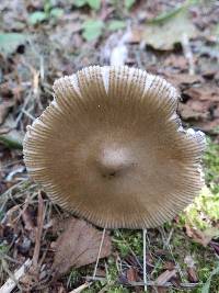 Amanita sect. Vaginatae image