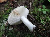 Russula fragilis image