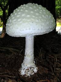 Amanita cokeri image