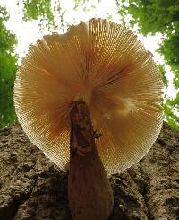 Leucoagaricus americanus image
