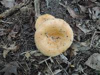 Lactarius psammicola image