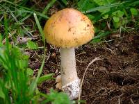 Amanita subnudipes image