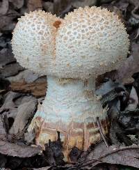 Amanita ravenelii image