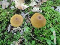 Entoloma strictipes image