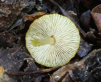 Pluteus chrysophlebius image