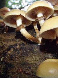 Kuehneromyces mutabilis image