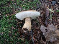 Tylopilus felleus image