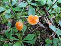 Hygrocybe mucronella image