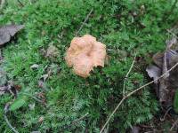 Cantharellus ignicolor image