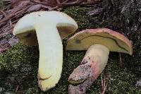 Boletus pallidoroseus image