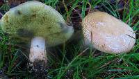 Boletus pallidus image