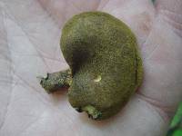 Boletinellus merulioides image