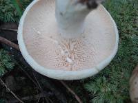 Lactifluus glaucescens image