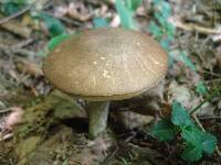 Leccinum snellii image