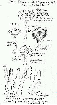 Inocybe nitidiuscula image