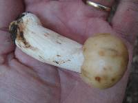 Russula fragrantissima image