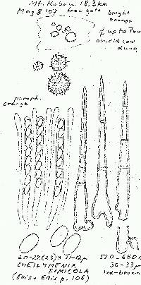 Cheilymenia fimicola image
