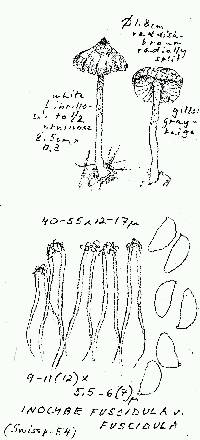 Inocybe fuscidula image