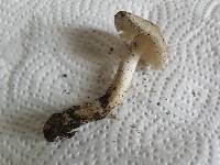 Amanita huijsmanii image