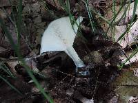 Clitocybe odora image