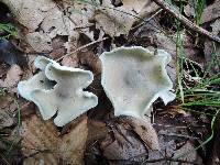 Clitocybe odora image