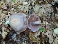 Cortinarius lilacinus image