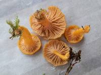 Cantharellus ignicolor image