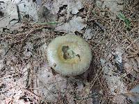 Lactarius chelidonium image