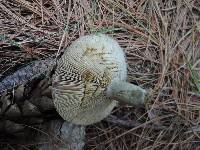 Lactarius chelidonium image