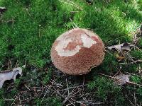 Boletus hortonii image