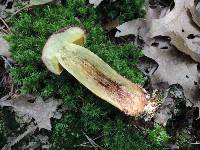 Boletus miniatopallescens image