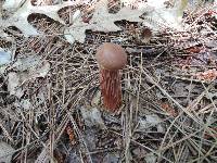 Boletus russellii image