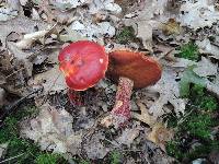 Boletus frostii image