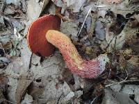 Boletus frostii image