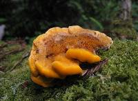 Pycnoporellus fulgens image