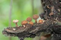 Tulostoma exasperatum image