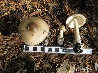 Amanita brunnescens image