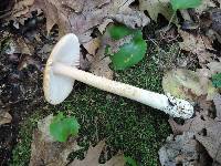 Amanita pseudocrocea image