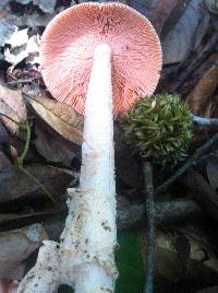 Amanita pallidocarnea image