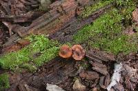 Lactarius rimosellus image